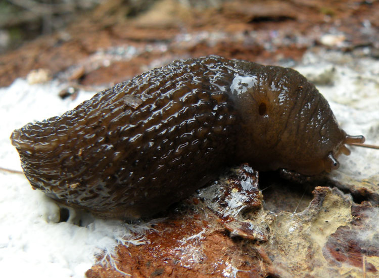 Limax montanus da Trentino occidentale - Dolomiti del Brenta